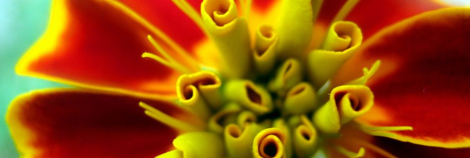 tagetes by ΞSSΞ®®Ξ on Flickr