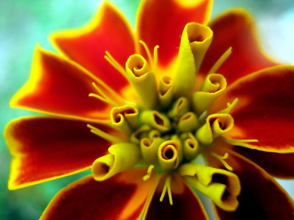 tagetes by ΞSSΞ®®Ξ on Flickr